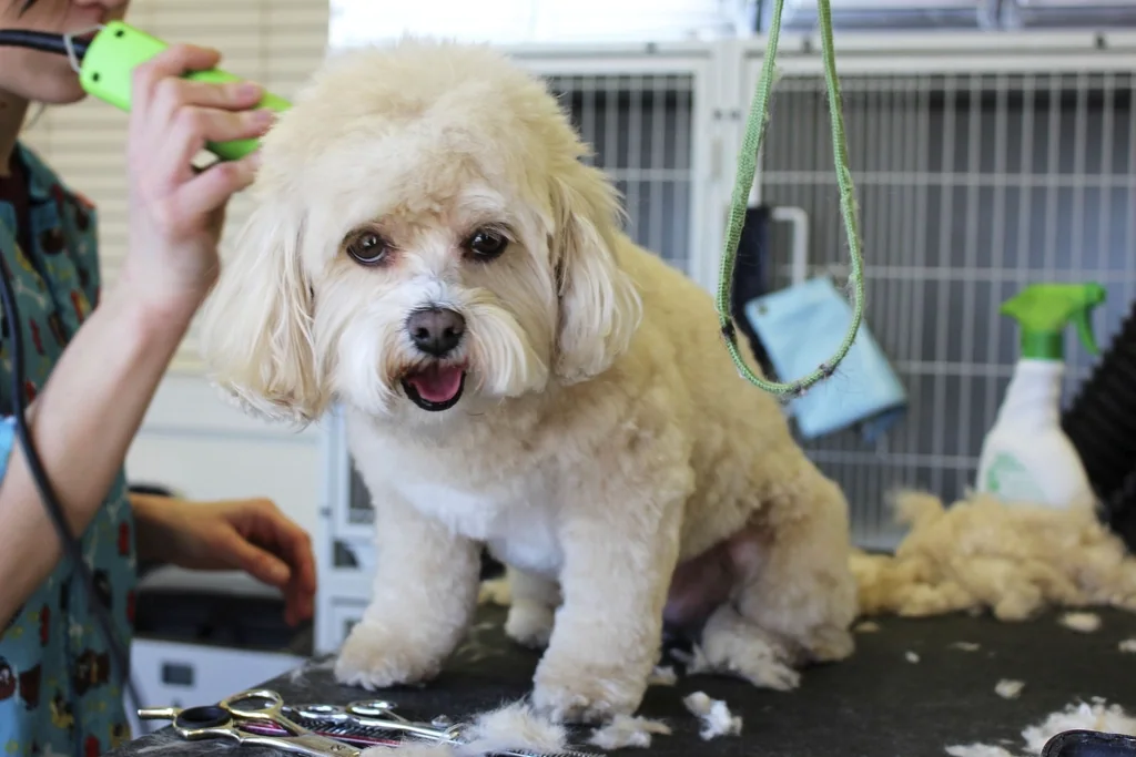 Un petit chien blanc se fait brosser sur la table de toilettage.